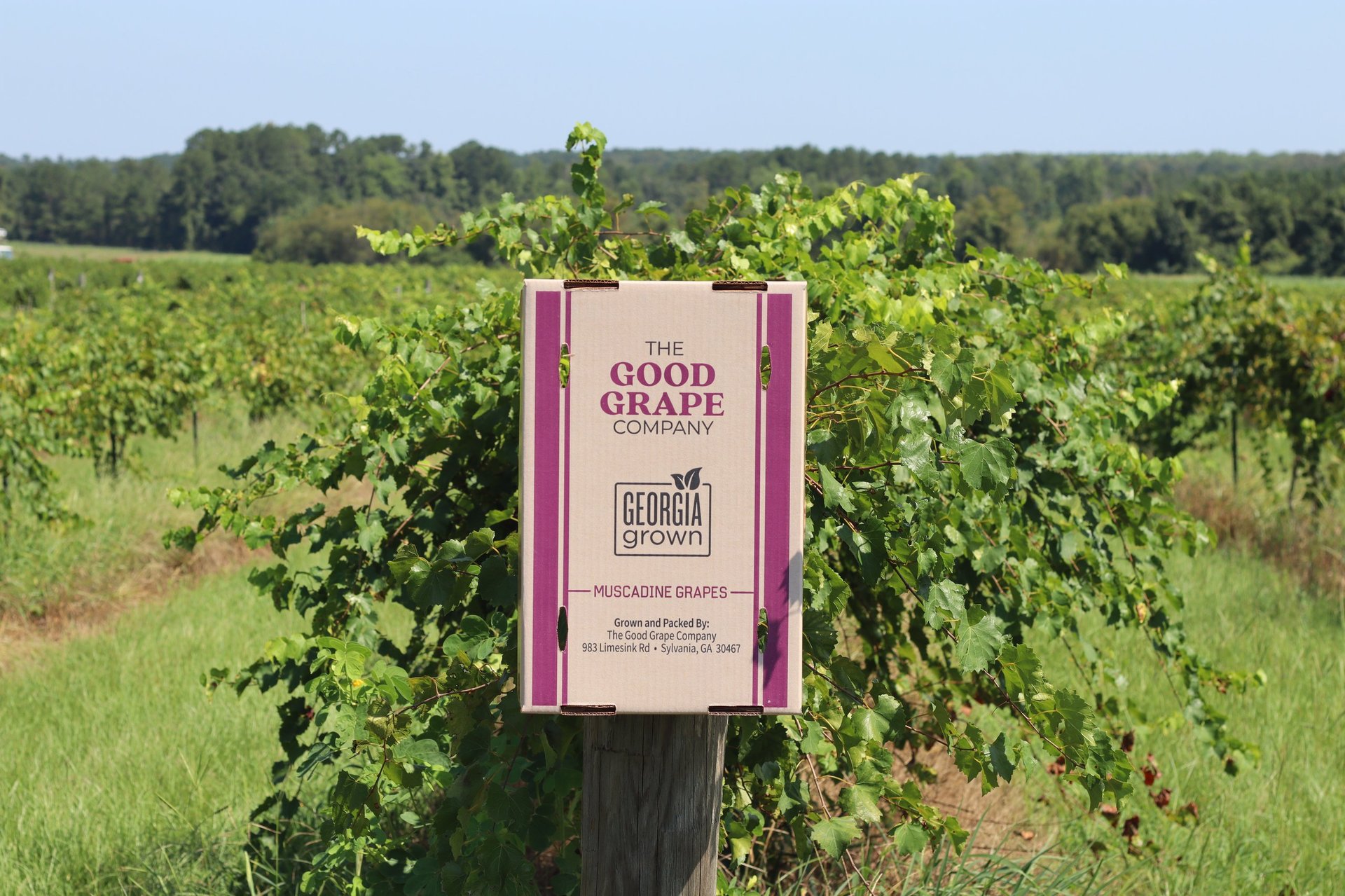 Pink and white Good Grape Winery sign mounted on a wooden post in a vineyard with grapevines and trees in the background