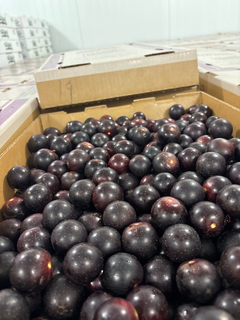 Cardboard box filled with dark purple and black grapes at a market or warehouse