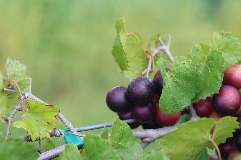 Cluster of dark purple grapes ripening on a vine with green leaves and a blue dragonfly, blurred green background