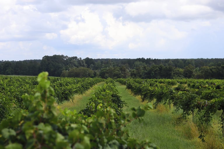 Rows of grapevines in a vineyard stretching toward a tree line under a cloudy sky