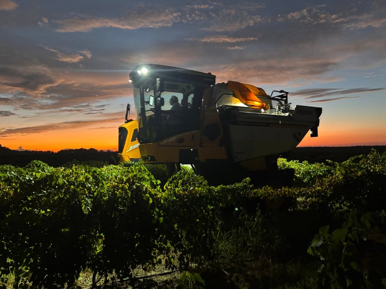 Combine harvester operating in vineyard at dusk with headlights on against sunset sky