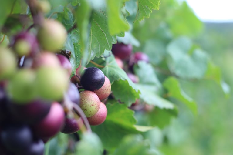 Ripe blackberries in various stages of maturity clustered on bramble branches with green leaves
