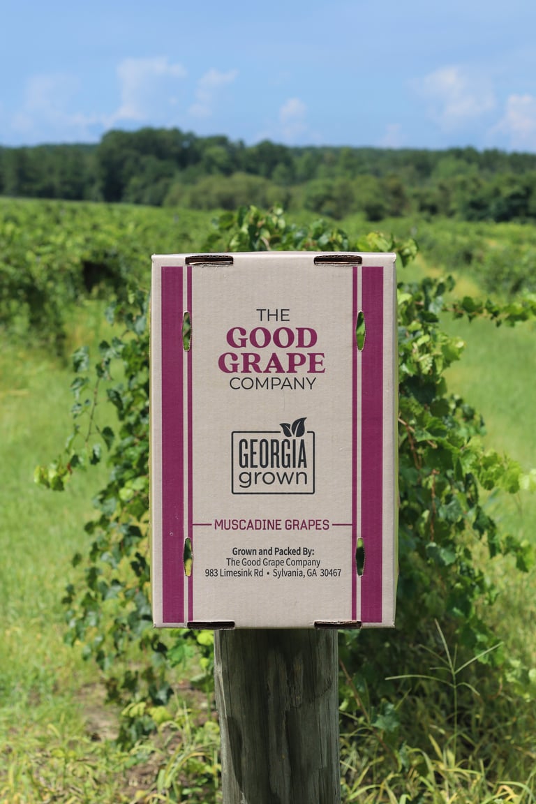 The Good Grape Company sign for Georgia-grown muscadine grapes in a vineyard field